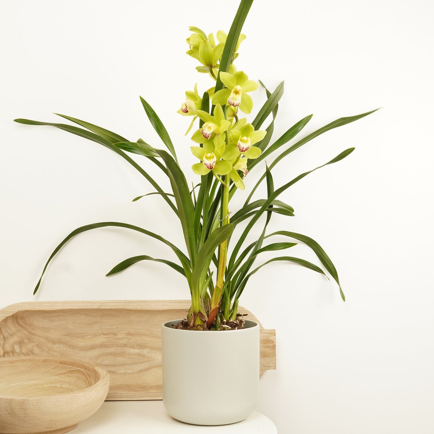 Cymbidium Orchid | Lemon Sorbet