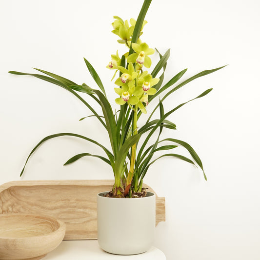 Cymbidium Orchid | Lemon Sorbet | Orchid Plants