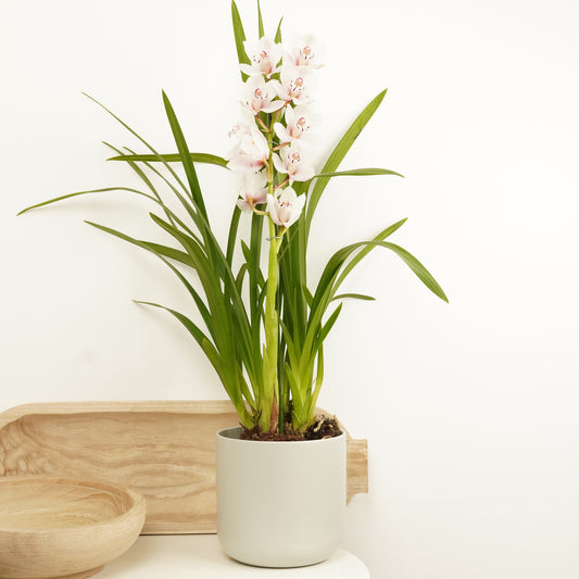 Cymbidium Orchid | Ivory | Last Chance!