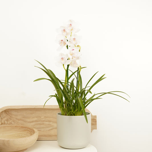 Cymbidium Orchid | Pink Bell | Last Chance!