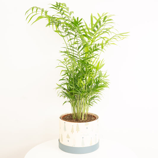 Parlour Palm | Hatbox | Palm Houseplants