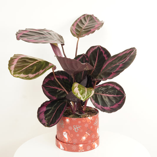 Calathea Surprise Hatbox Gift | Potted Houseplants