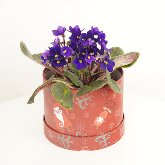 African Violet | Purple Hatbox | Indoor Succulent Plants