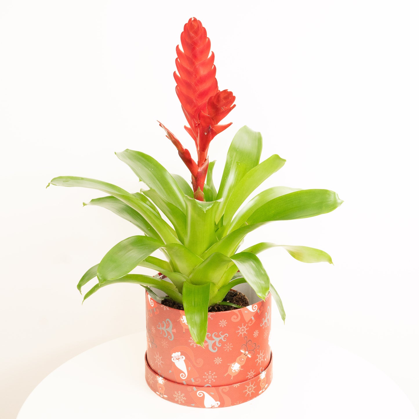 Vriesea Flaming Sword | Ruby Hatbox