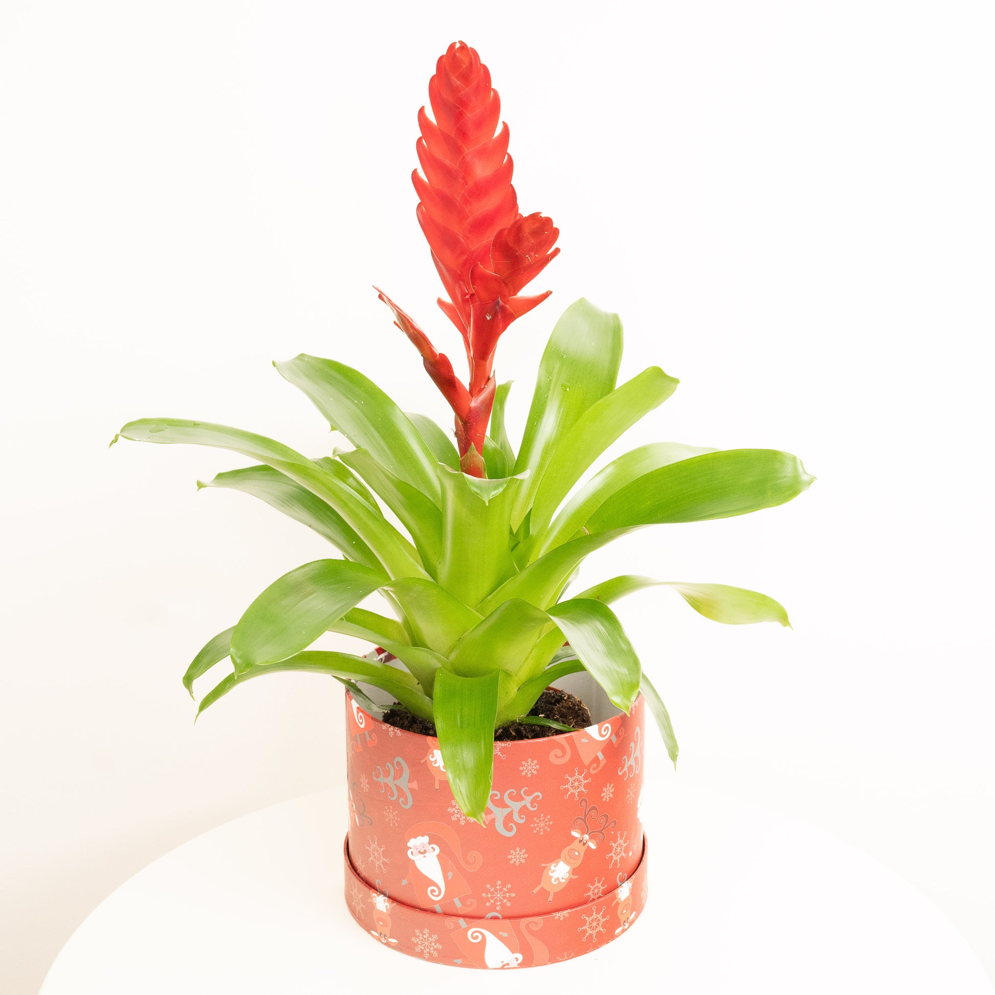 Vriesea Flaming Sword | Ruby Hatbox