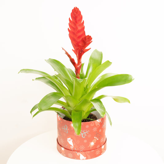 Vriesea Flaming Sword | Ruby Hatbox | Bromeliad & Guzmania