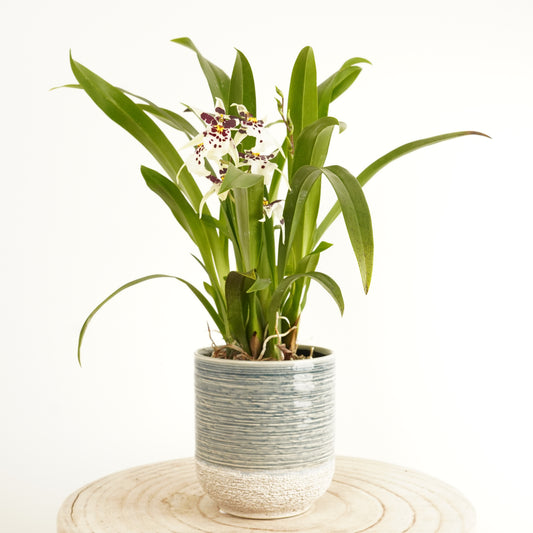 Butterfly Orchid | Titanium | Potted Houseplants