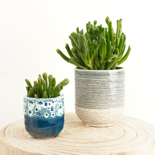 Crassula | Hobbit | Indoor Succulent Plants