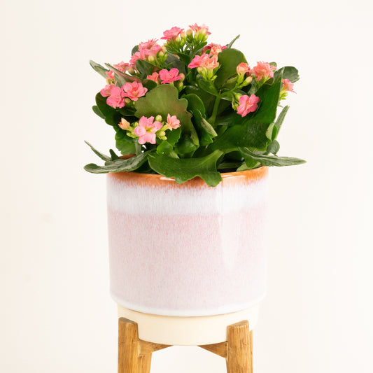 Kalanchoe | African June | Exotic & Tropical Plants