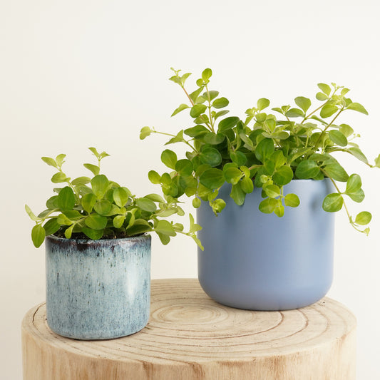 Trailing Jade | Indoor Hanging Plants