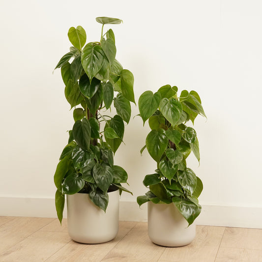 Sweetheart Plant | Pothos & Epipremnum Plants