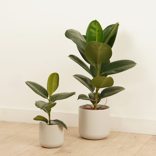 Rubber Plant | Robusta | Houseplants & Indoor Plants On Sale