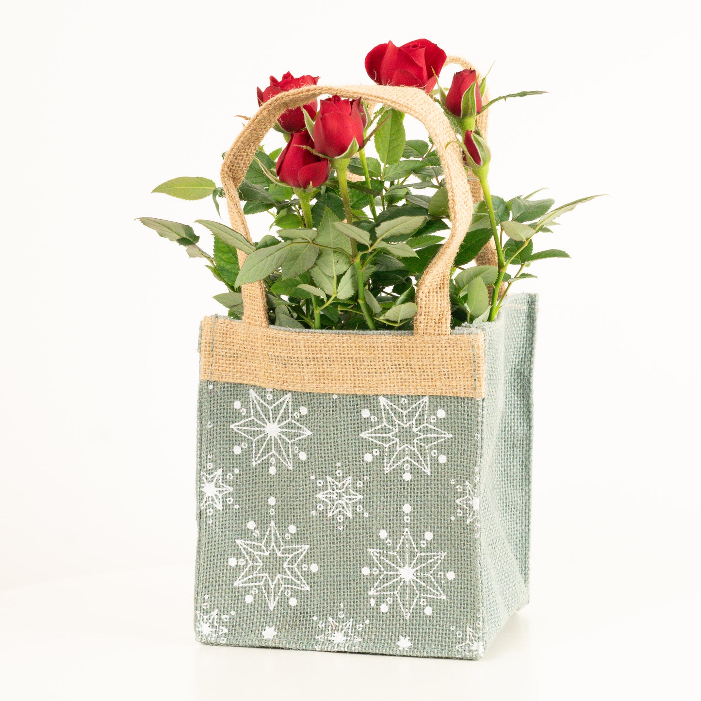 Flowering Red Rose | Hessian Gift