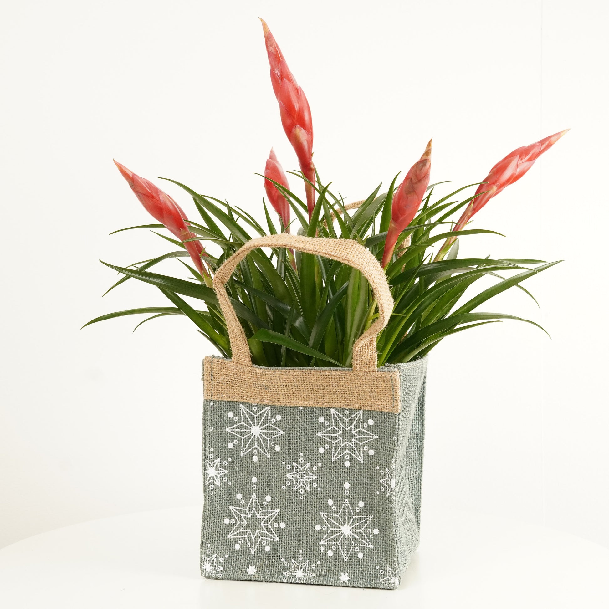 Vriesea Flaming Sword | Hessian Giftbag