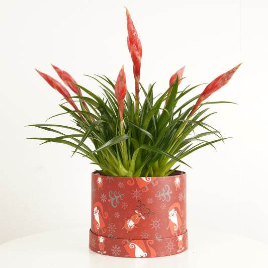 Vriesea Flaming Sword | Red Astrid Hatbox Gift | Bromeliad & Guzmania