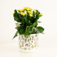 Yellow Kalanchoe