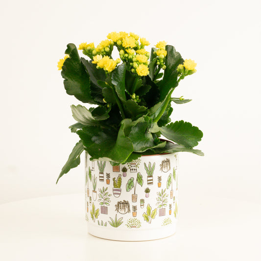 Yellow Kalanchoe | Flowering Plants