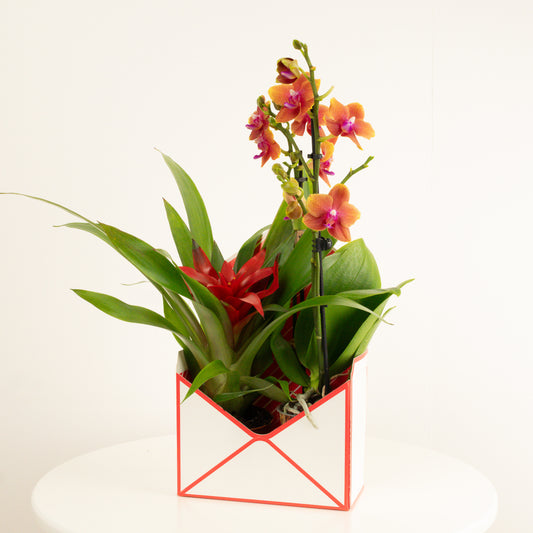 Tropical | Envelope Giftbox | Houseplant Bundles