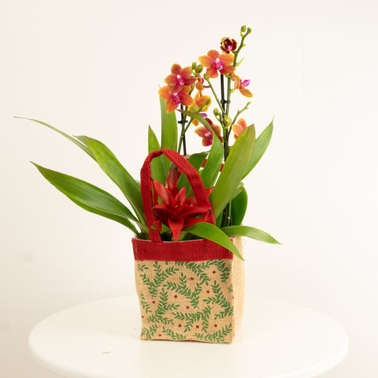 Tropical | Hessian Giftbag | Houseplant Bundles