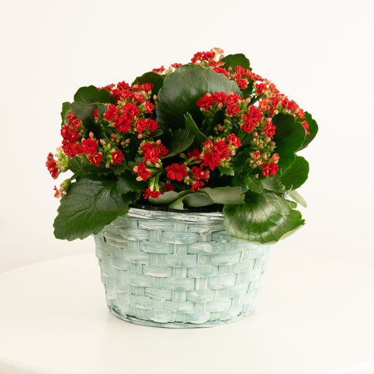 Flowering Red Kalanchoe & Basket | Clearance Plants