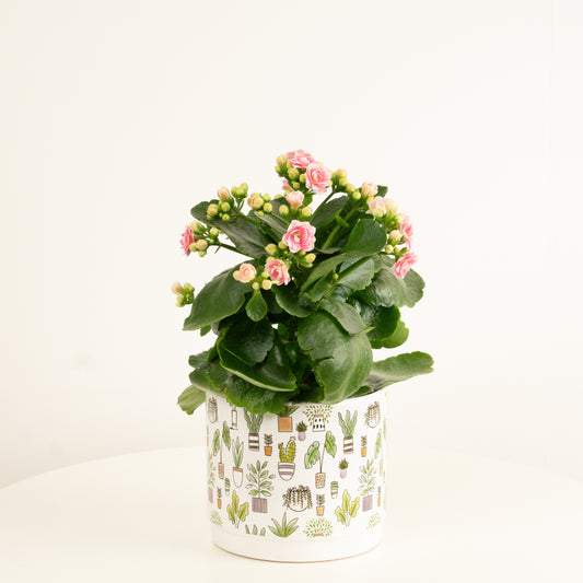 Perfecta Pink Kalanchoe | Flowering Plants