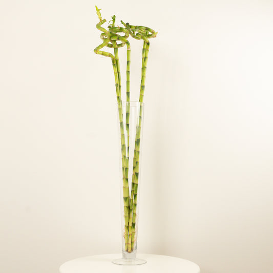 Lucky Bamboo | Infinity Vase | Perfect Plants for Under £50