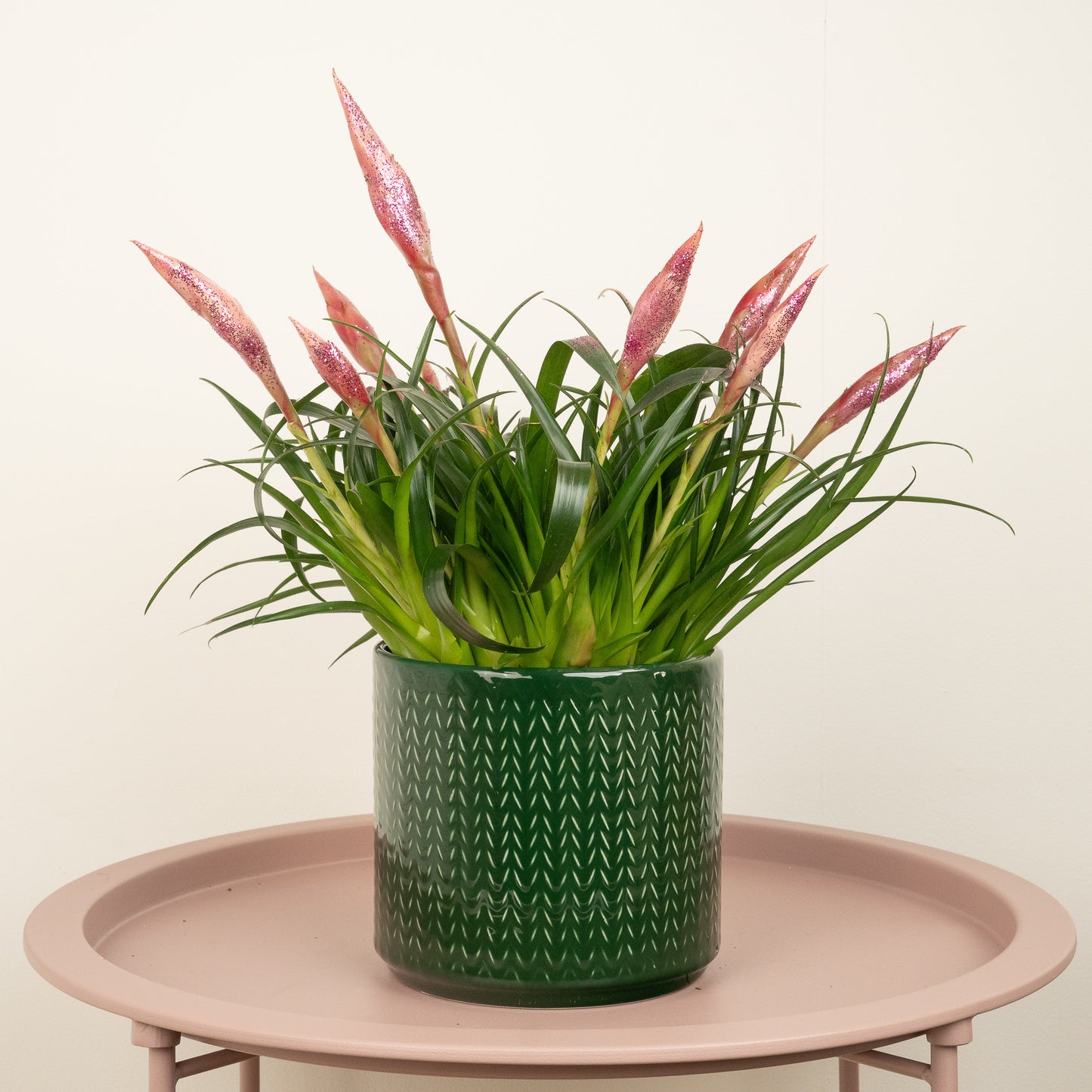 Vriesea Flaming Sword | Pink Sparkle