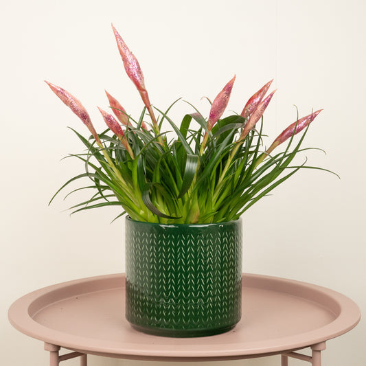 Vriesea Flaming Sword | Pink Sparkle | Perfect Plants for Under £30