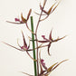 Spider Orchid | Black Pearl