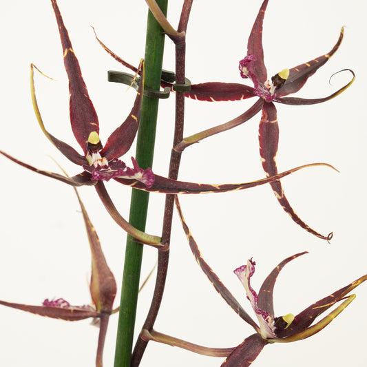 Spider Orchid | Black Pearl | Perfect Plants for Under £30