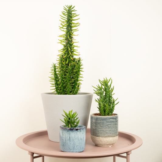 Eves Pin Cactus | Indoor Plants