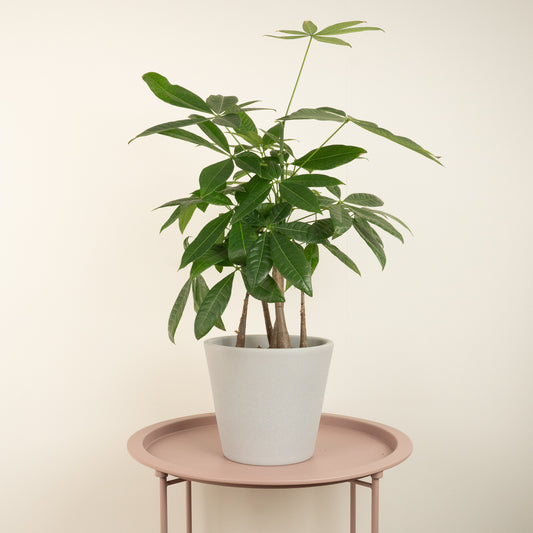 Money Tree | Straight Up! | Indoor Plants