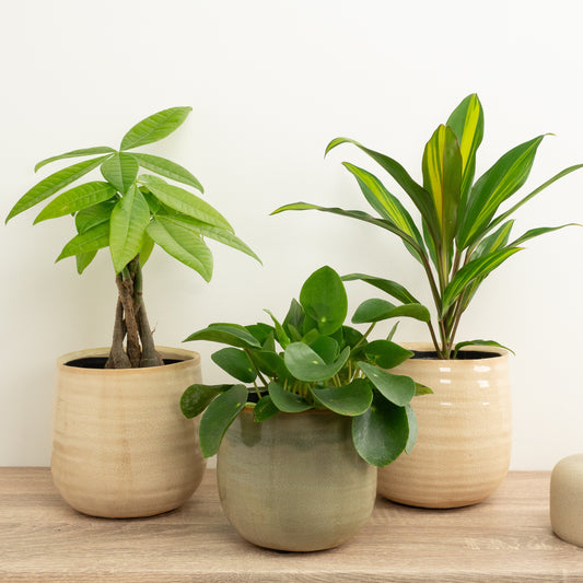 Manifesting Wealth | Plant Bundle | Indoor Plants On Sale