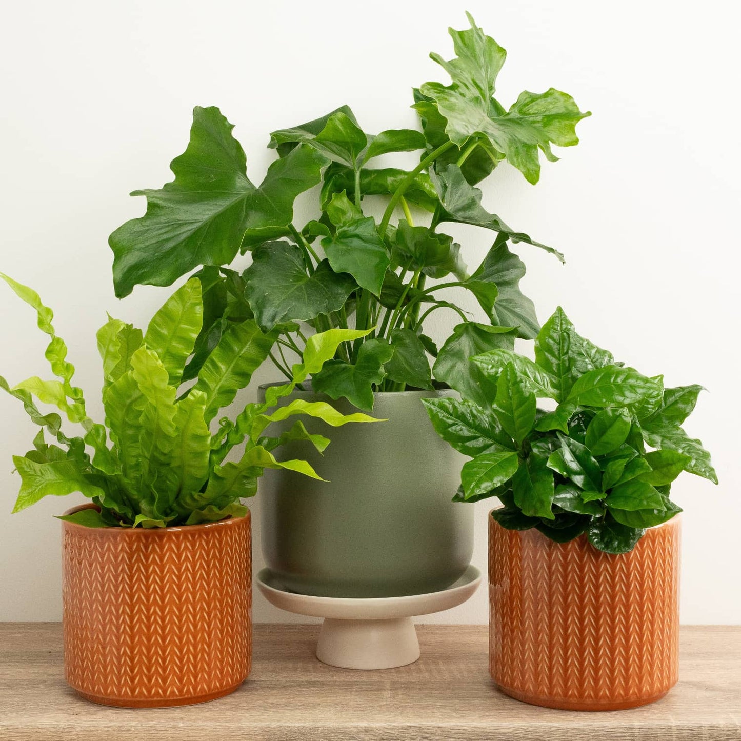 Housewarming | Plant Bundle