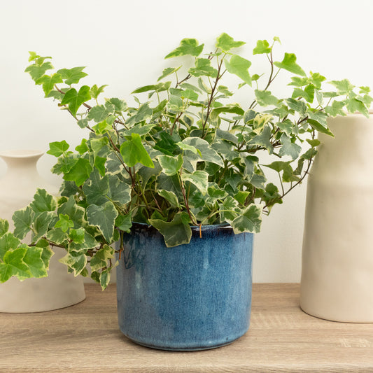 Ivy | White 'Bont' | Indoor Plants