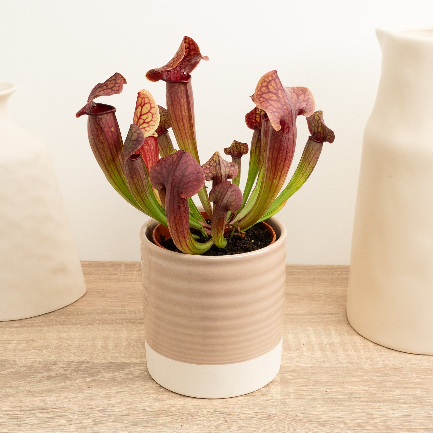 British Grown! Trumpet Pitcher Plant | Fly Catcher | Tess