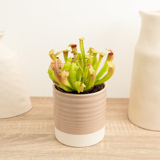 British Grown! Trumpet Pitcher Plant | Fly Catcher | Fiona | Perfect Plants for Under £30