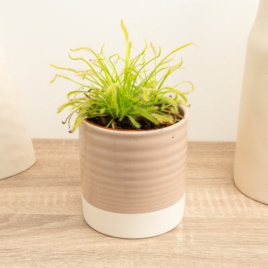 British Grown! Alice Sundew | Capensis Alba | Indoor Plants