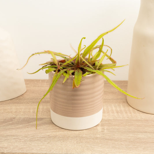 Alice Sundew | Adelae | Hard To Find | Indoor Plants