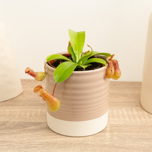 British Grown! Monkey Jars | Gaya | Perfect Plants for Under £30