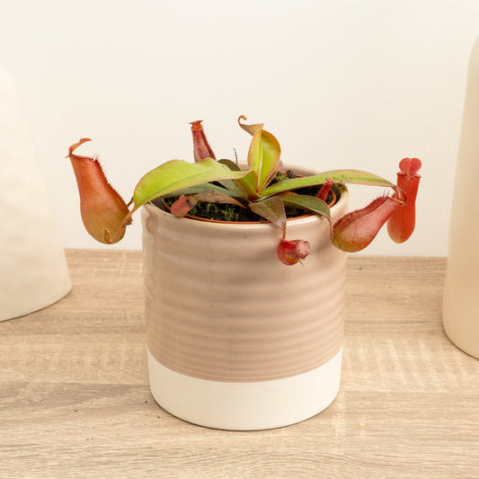 British Grown! Monkey Jars | Bloody Mary | Perfect Plants for Under £30