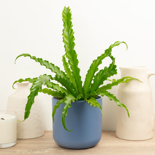 Birds Nest Fern | Osaka | Potted Houseplants