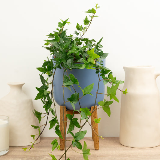 English Ivy | Shamrock | Perfect Plants for Under £30