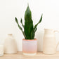 Snake Plant | Grey Stripe Whitney