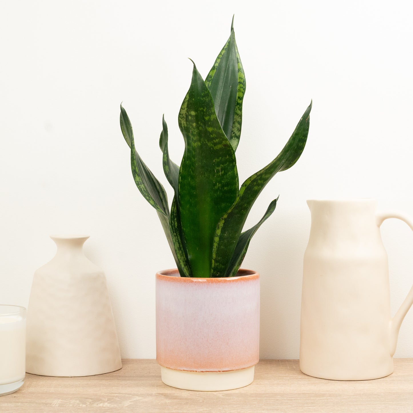 Snake Plant | Grey Stripe Whitney