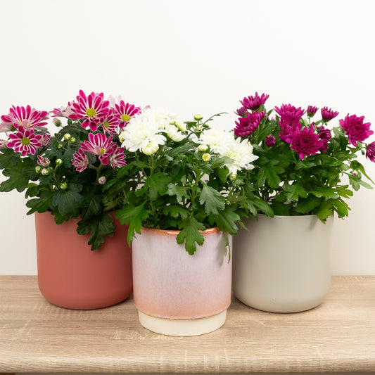 Flowering Mums | Mystery Box | Indoor Plants