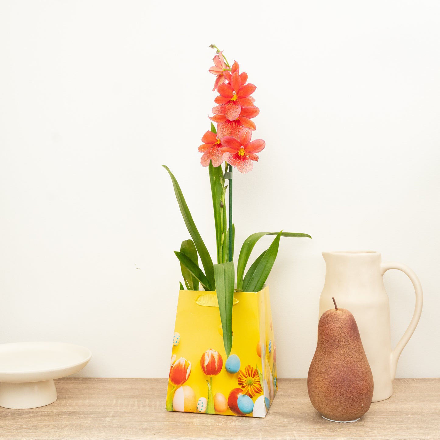 Burrageara Orchid | Nelly Isler Orange