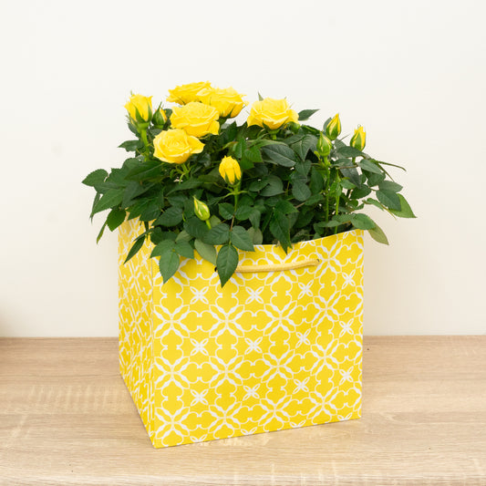 Flowering Rose | Yellow Gift | Perfect Plants for Under £30