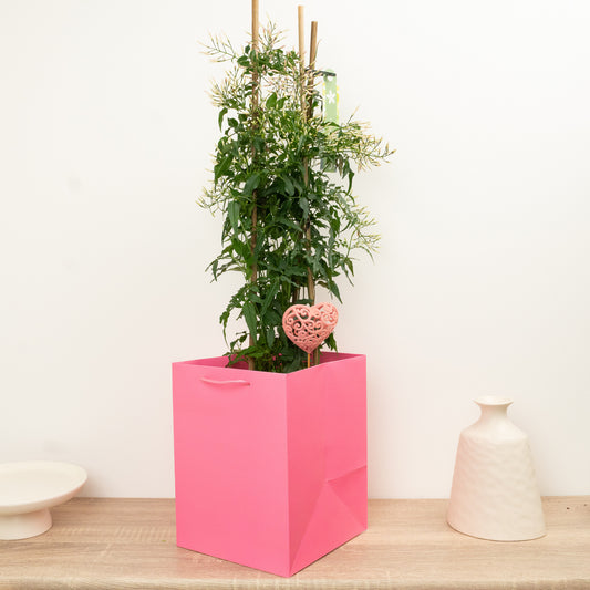 Jasmine | Gift | Potted Houseplants