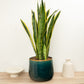 Snake Plant | Laurentii